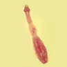 Magnified View of Tapeworm Magnified View of Tapeworm