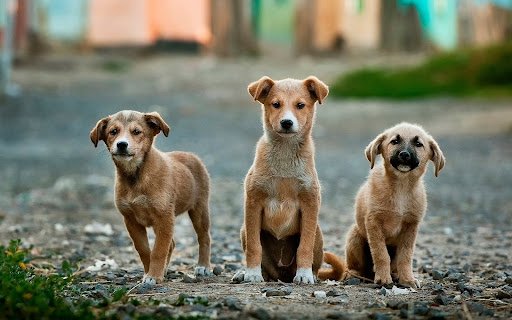 three aggressive dogs