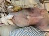 Possible Flea Related Dermatitis