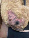 Dog Skin Infection