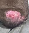 Dog Leg Infection