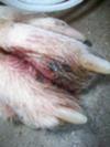 Picture Dog Fungal Infection on Paw