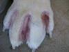 Picture Dog Fungal Infection Between Toes