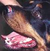 Superficial Dog Nose Infection Mucocutaneous on a Rottweiler dog