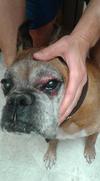 Timba-boxer-right eye