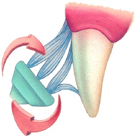 Canine Tooth Brushing Canine Tooth Brushing