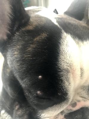 Dog Skin Bumps Above Eye
