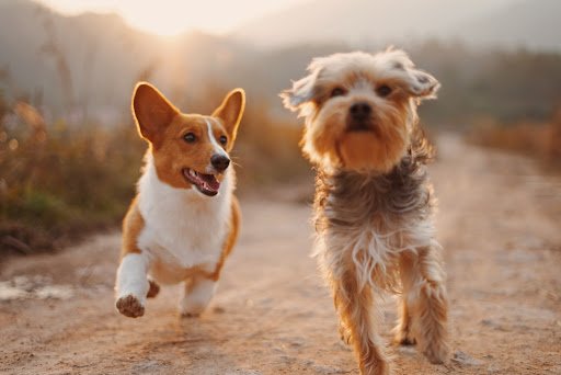 two aggressive dogs running