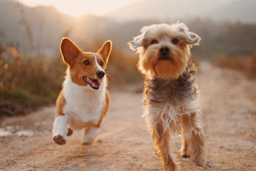 two aggressive dogs running two aggressive dogs running