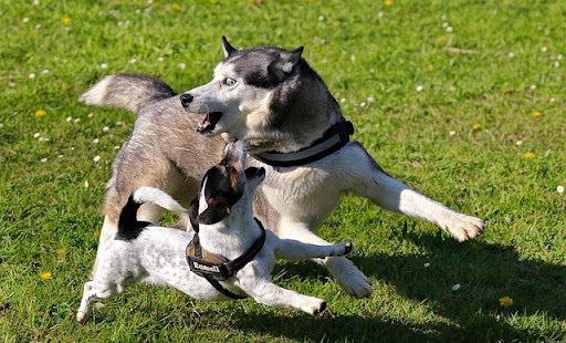 two dogs playing