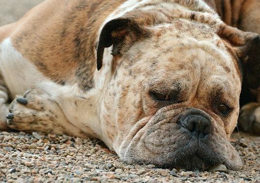 Dog Feeling Under the Weather Dog Feeling Under the Weather