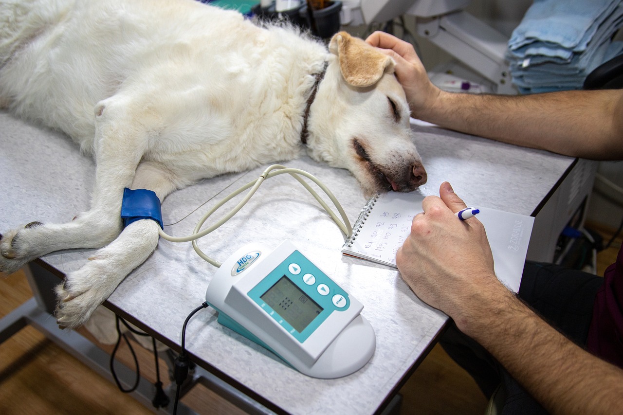 dog patient in veterinary clinic