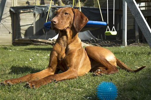 vizslas sitting