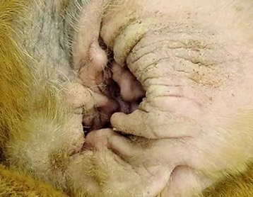 Yeast Infection Dog Ear - Example 2 Yeast Infection Dog Ear - Example 2