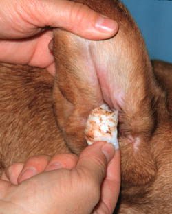 Yeast Infection in Dog Ear