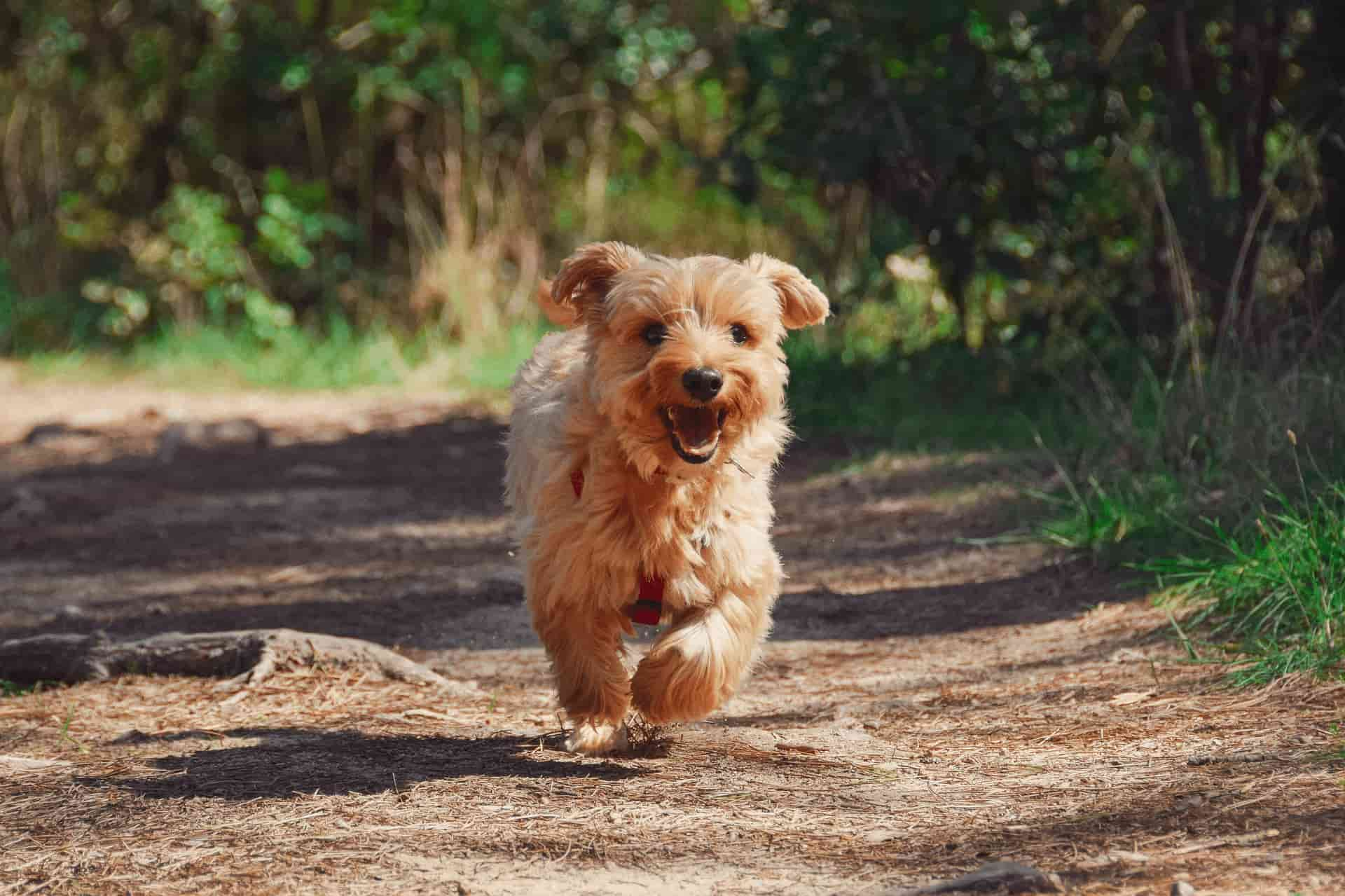 yorkshire terrier puppy