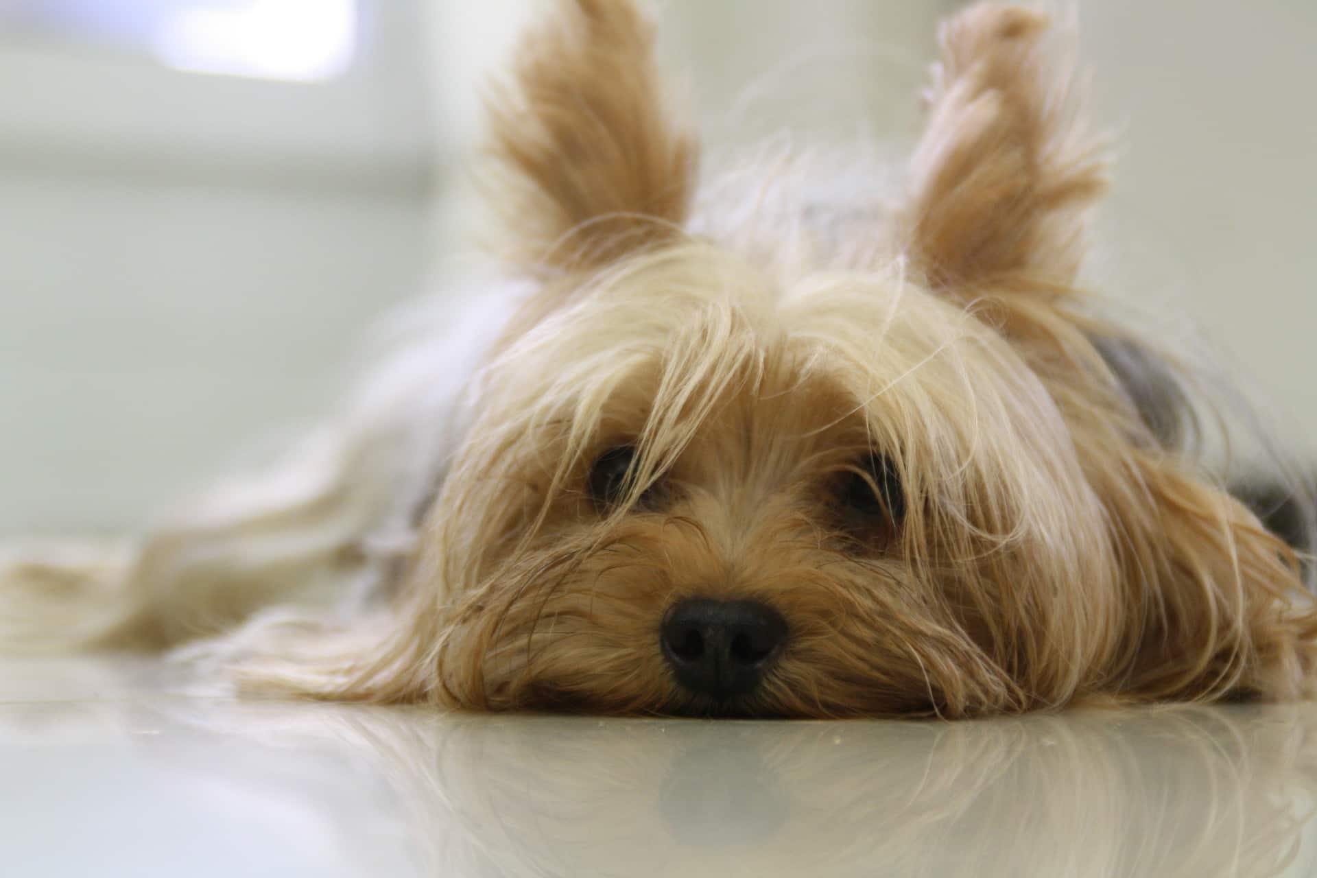 yorkshire terrier yorkshire terrier